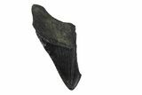 Partial, Fossil Megalodon Tooth - South Carolina #240136-1